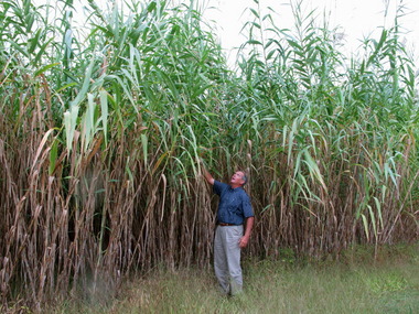 giant arundo donax reed - it's a lot like the kudzu reed